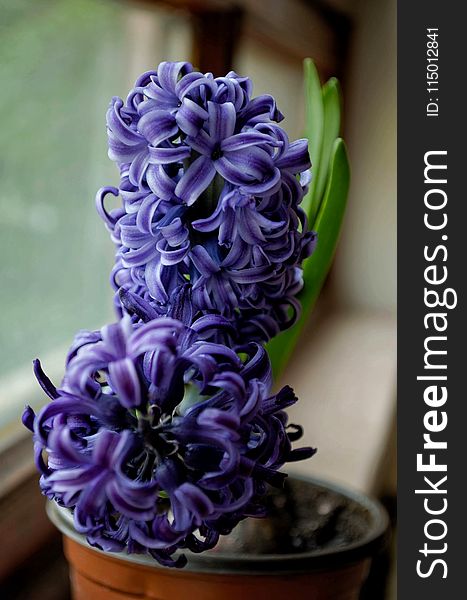 Selective Focus Photography of Purple Hyacinth Flower