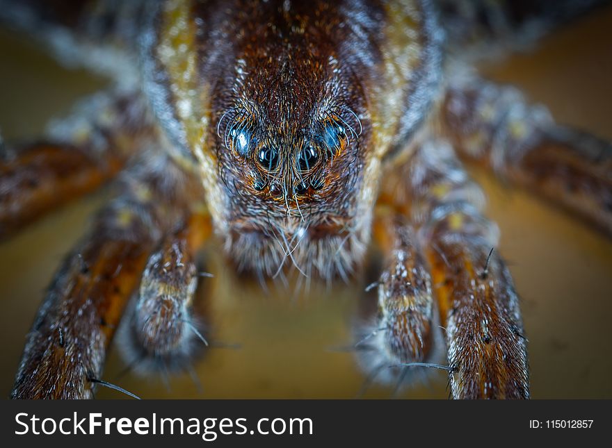 Micro Photo of Brown Jumping Spider