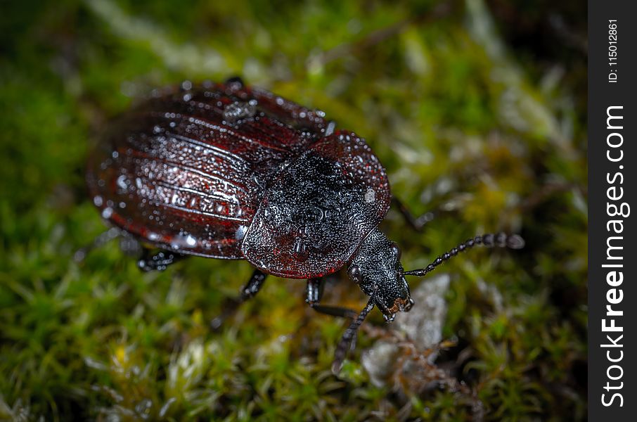 Closeup Photo of Brown and Black Beetle on Green Grass