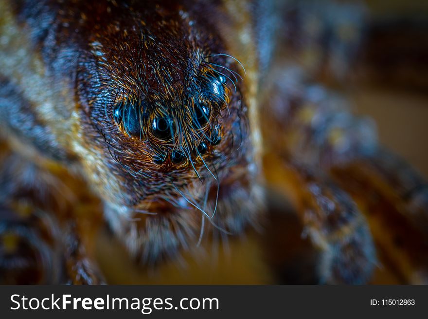 Macro Photography of Brown Spider