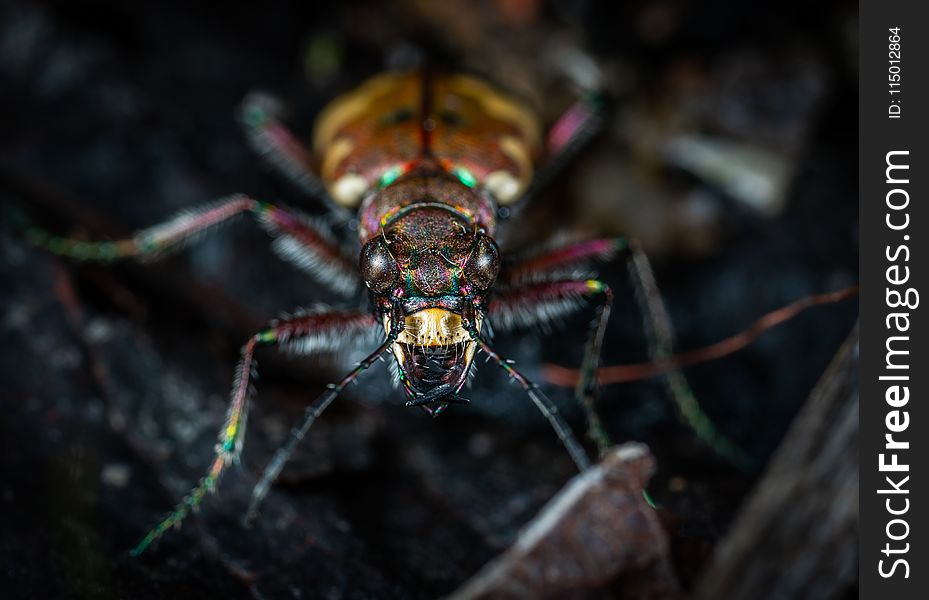 Close Up Photo of Jewel Beetle
