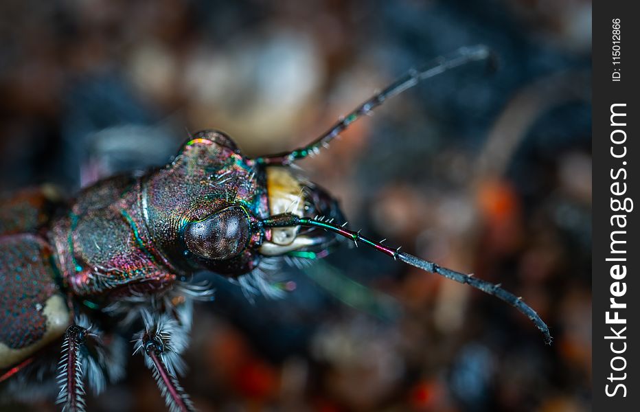 Shallow Focus Photography of Black Insect