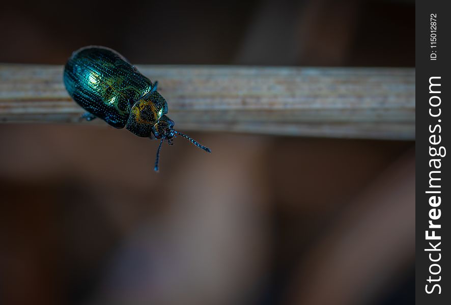 Close Up Photo of Green Beetle