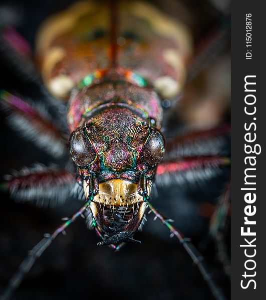 Close-up Photography of Jewel Beetle