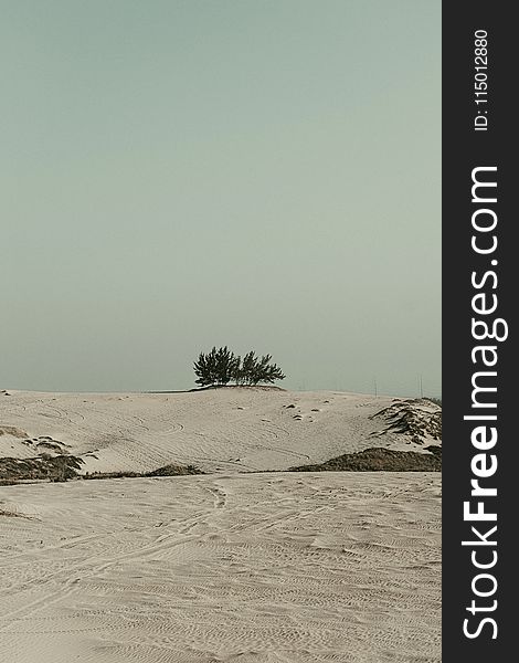 White Sand and Green Tree