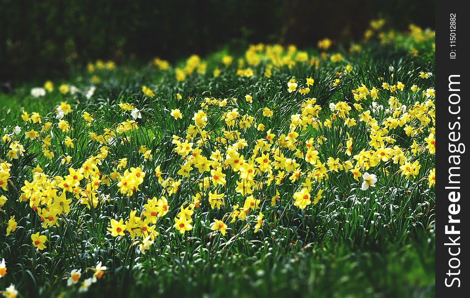 Bed Of Yellow Petaled Flowers