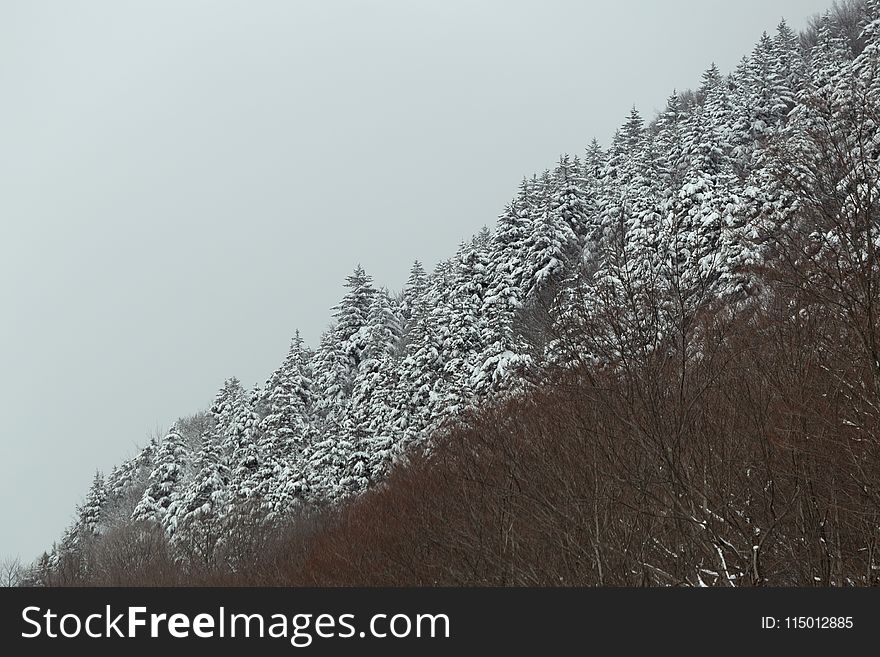 Trees Covered with Snow