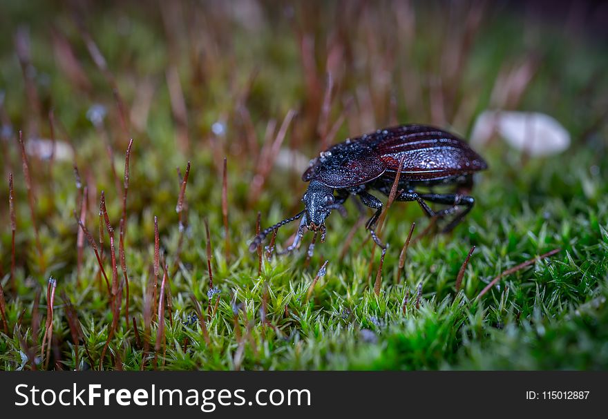 Black Ground Beetle on Green Grass in Closeup Photography