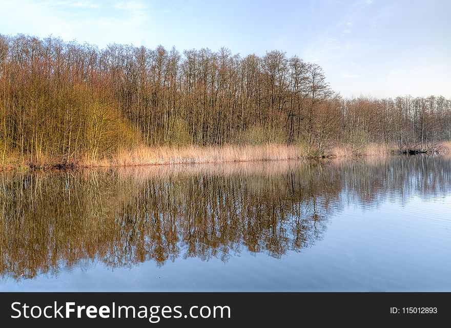 Body of Water Surrounded by Trees