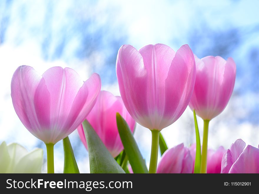 Pink Tulip Flowers Under White Clouds Blue Skies at Daytime