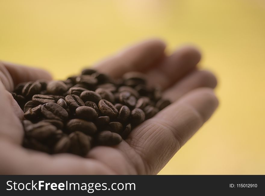 Coffee Beans On Person&x27;s Palm