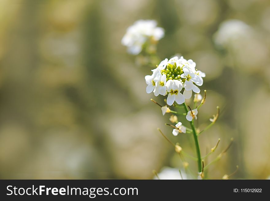 Selective Focus of White Cluster Flowers