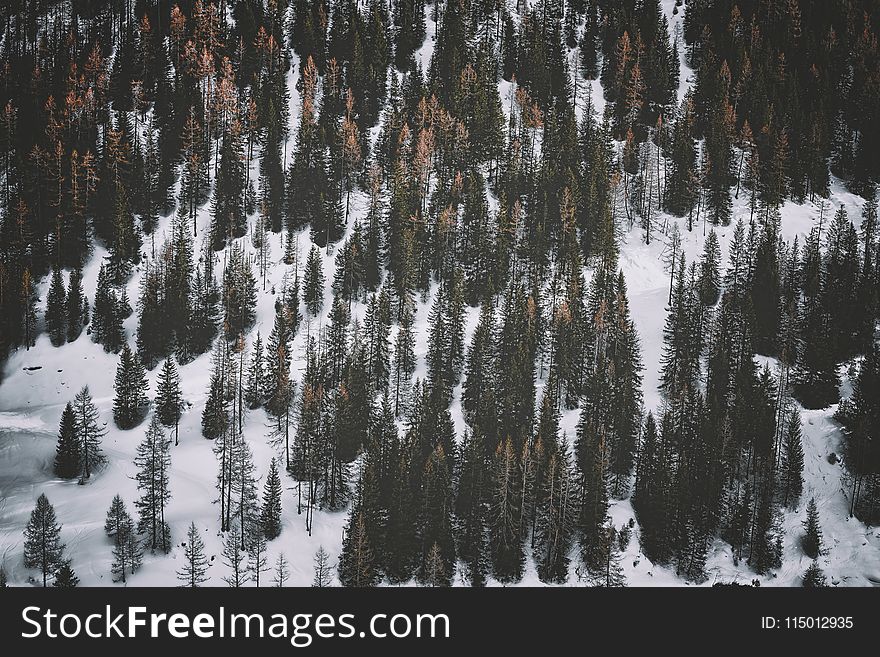 Snow Covered Ground With Pine Trees