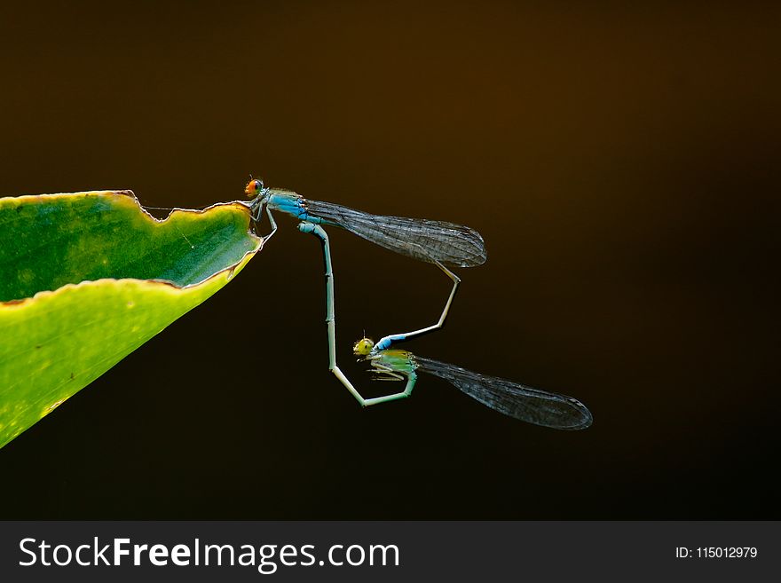 Green and Blue Dragonflies on Green Leaf