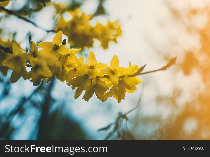 Shallow Focus Photography of Yellow Flowers