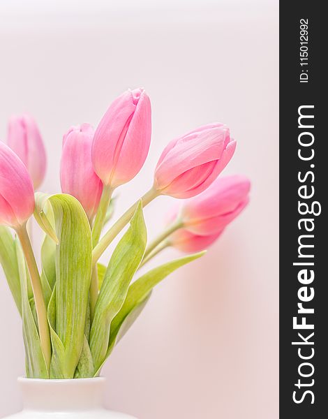 Selective Focus Photography Of Pink Tulip Flower Arrangement