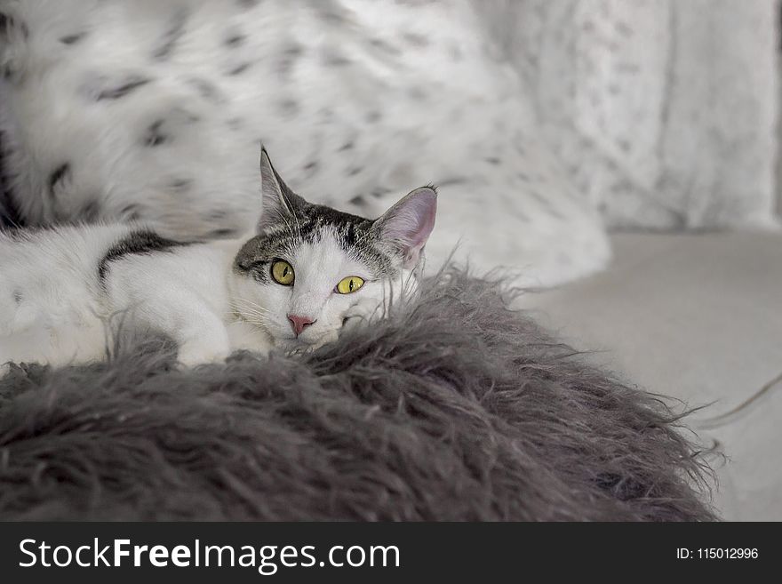 White And Black Cat Lying On Bed