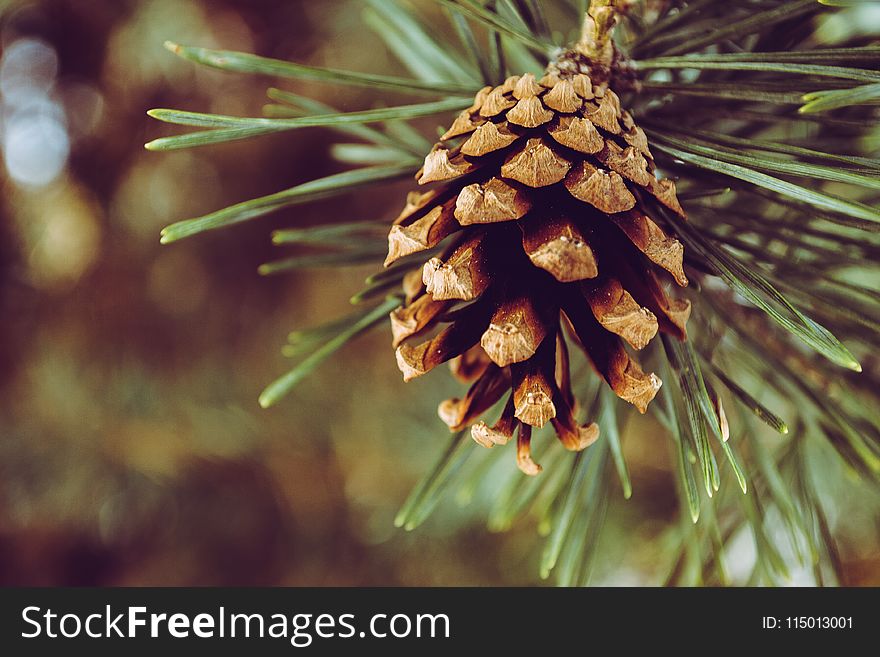 Closeup Photography of Brown Pine Cone