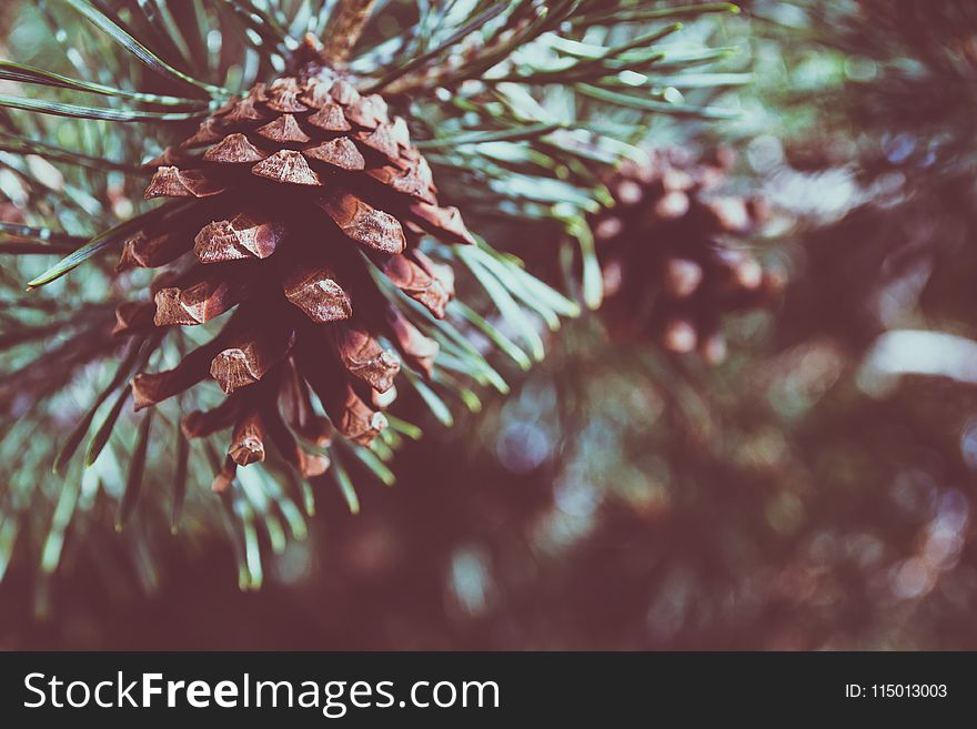 Shallow Focus Photography of Pine Cone