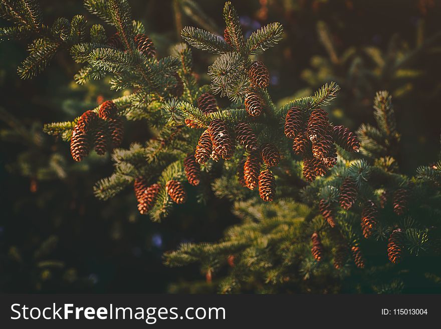 Close Up Photography of Pine Cones