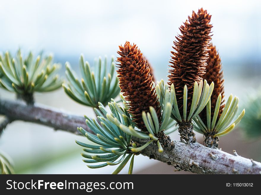 Close-up Photography of Conifer Cones