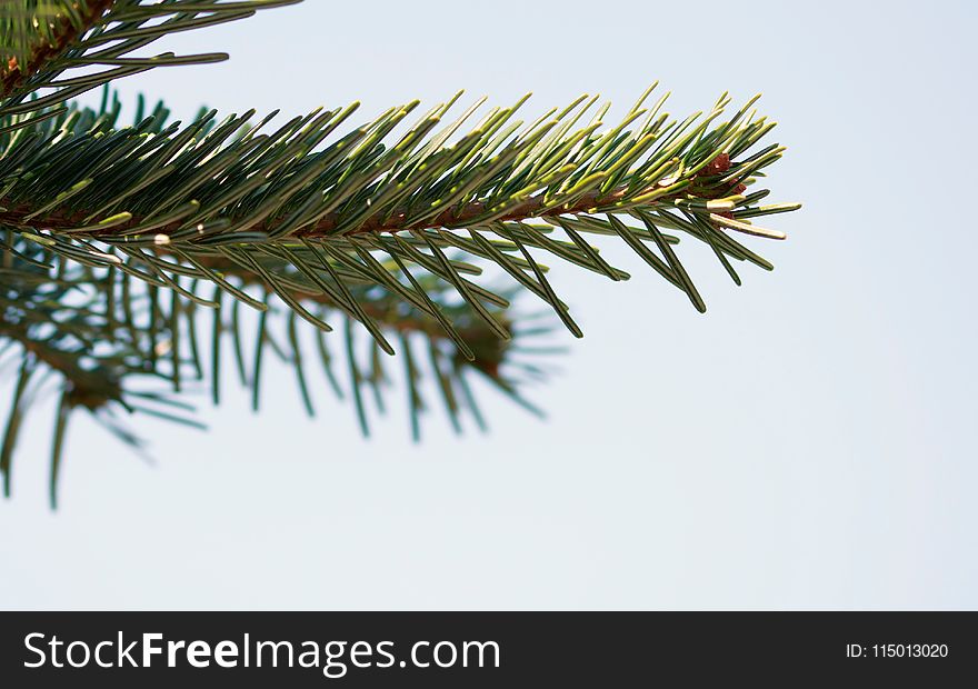 Selective Focus Photography of Pine Leaves