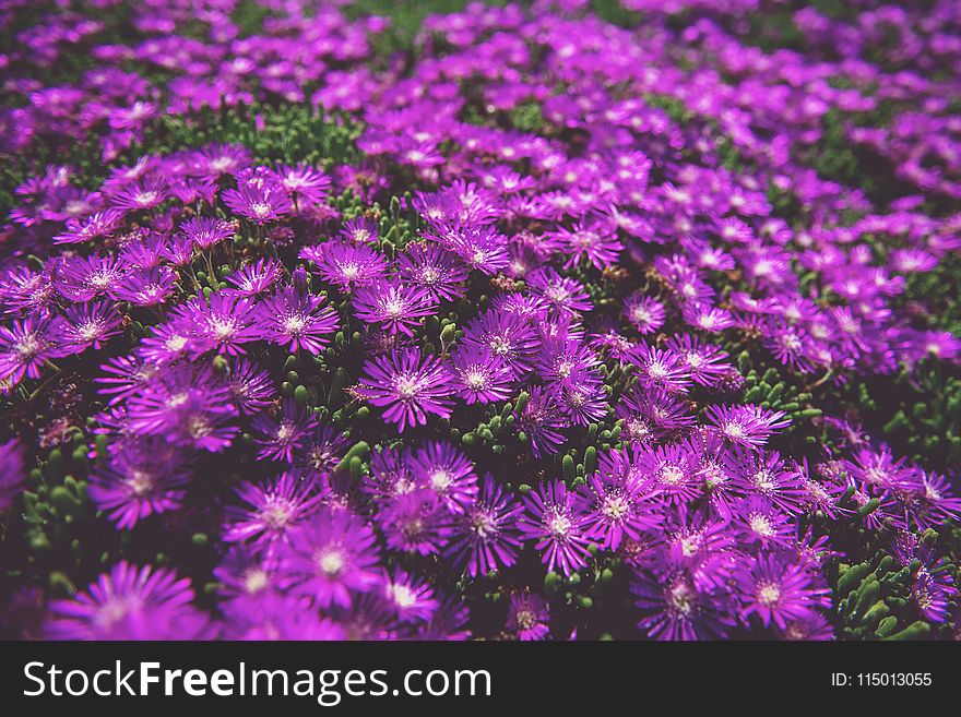 Photo of Purple Daisies