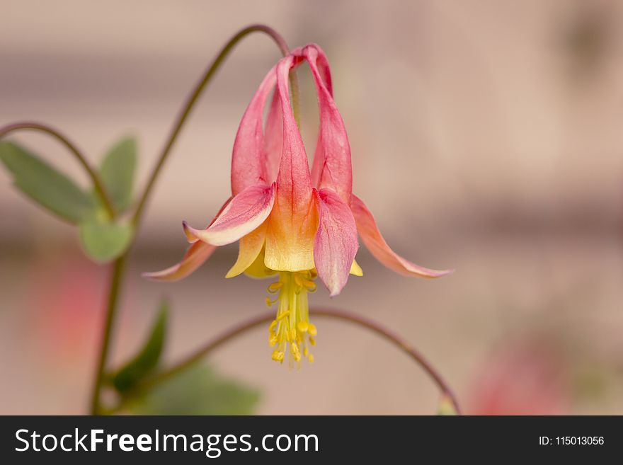 Selective Focus Photography Of Pink And Yellow Columbine Flower