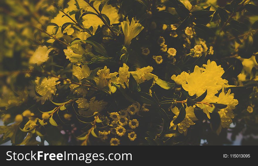 Photography of Yellow Flowers