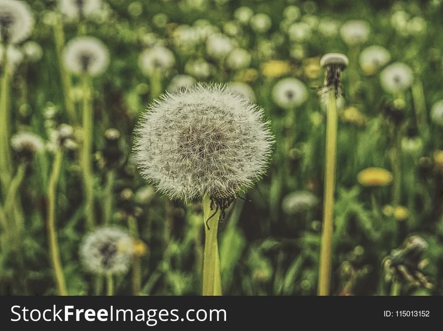 Shallow Focus Photography of Dandelions