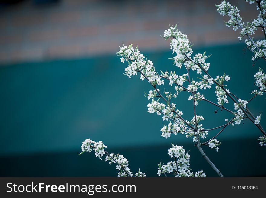 Selective Focus Photography of White Petaled Flowers