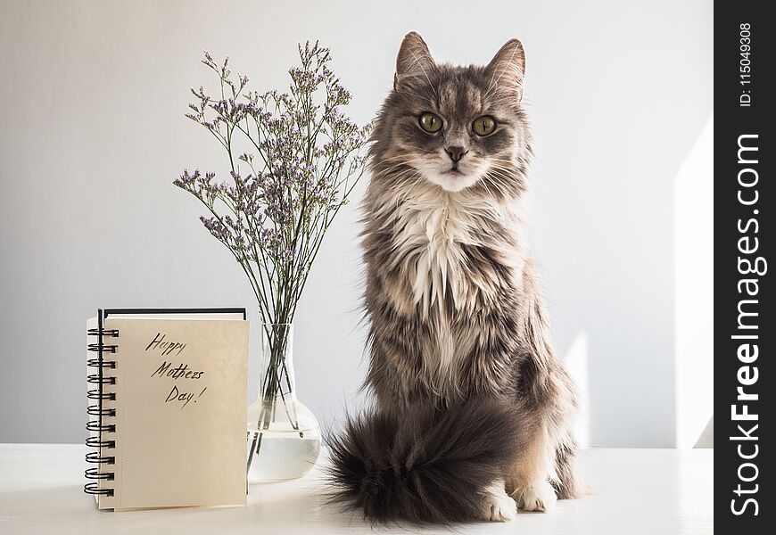 Cute, gray, fluffy kitten sitting near the album with the inscription of a happy Mother`s Day on a white, isolated background. Preparation for the holiday