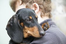 Dog Puppy Breed Dachshund On The Shoulder Of A Boy, A Teenager A Royalty Free Stock Images