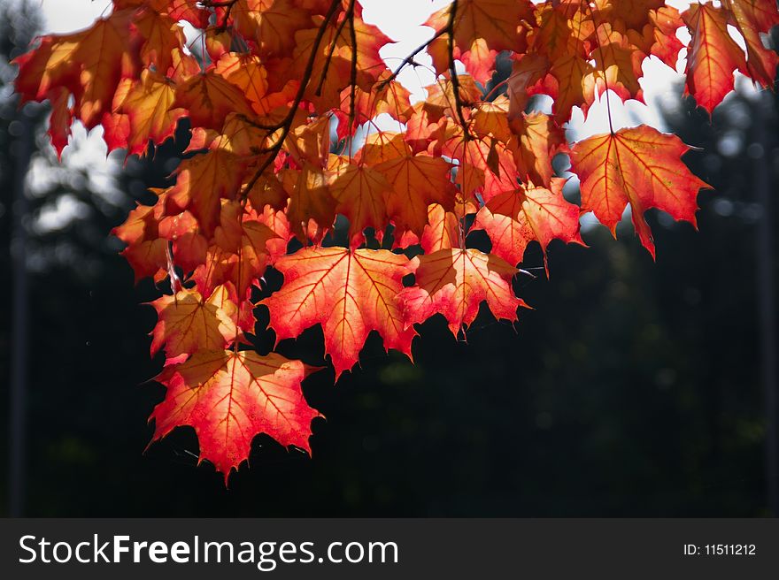 Bright red fall maple leafs and branches, horizontal