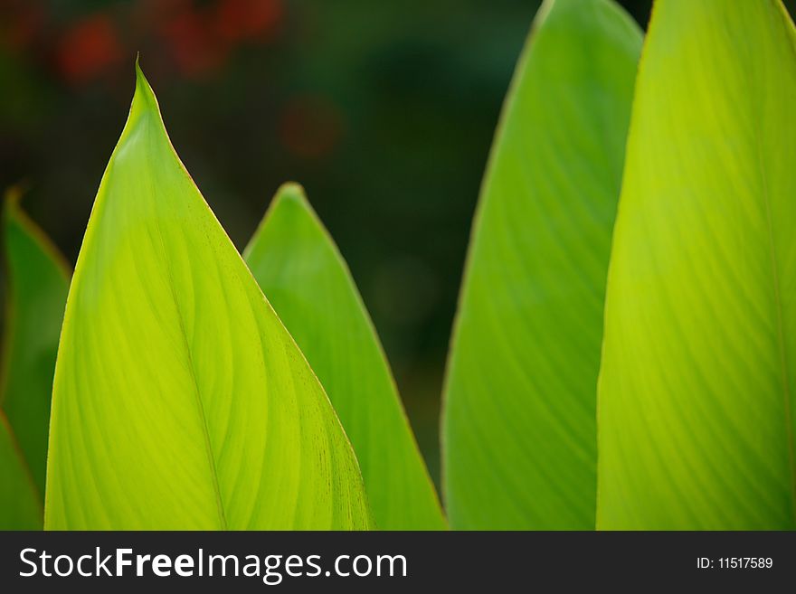A detailed macro of backlit green leaves. A detailed macro of backlit green leaves.