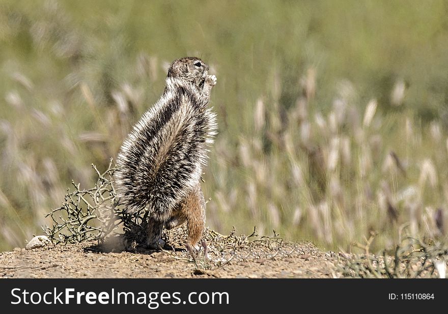 Photo Of Squirrel On The Field