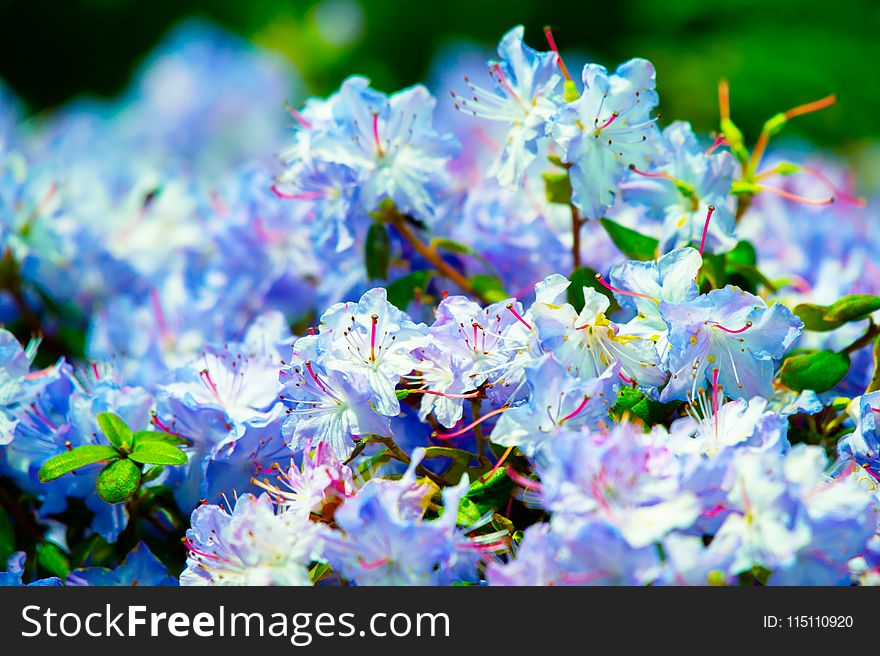 Selective Focus Photography of WhiteFlowers