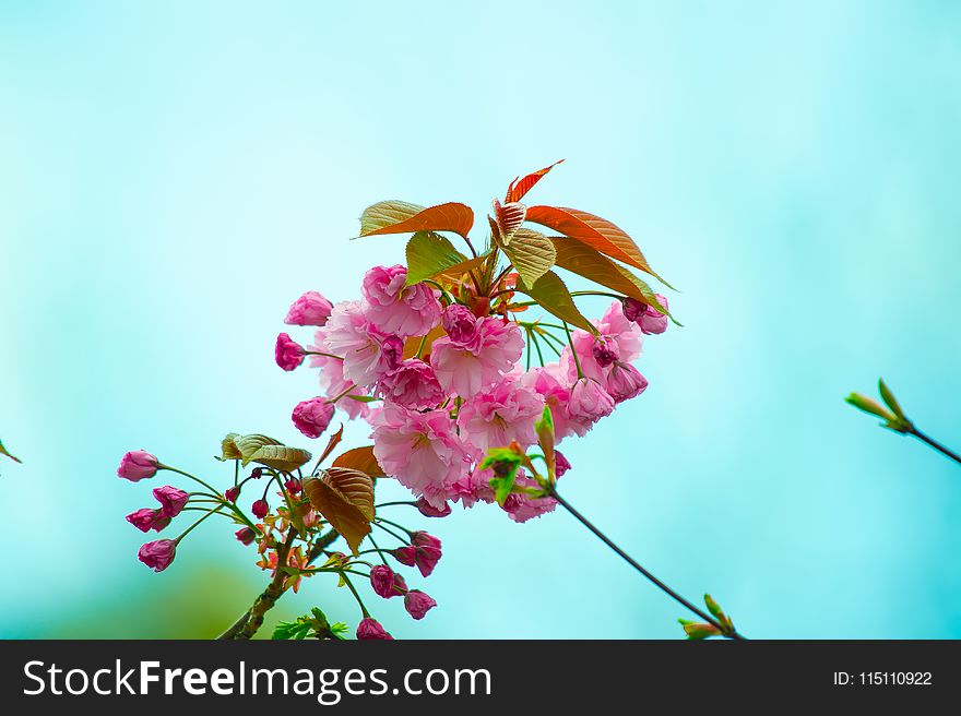 Close-Up Photography of Pink Flowers