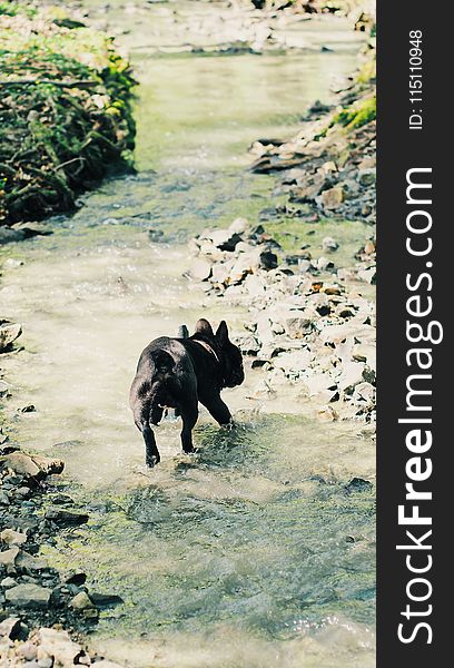 Photo of Dog Running on Stream