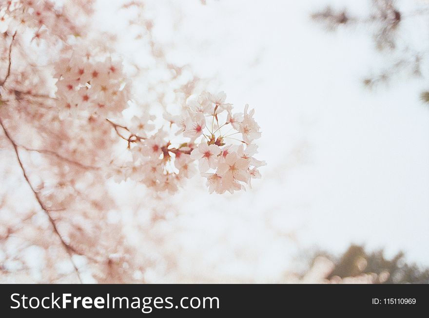 Selective Focus Photography of Cherry Blossoms