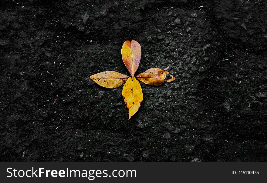 Photo of Dried Leaves on Ground