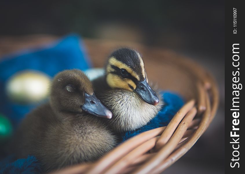 Close-Up Photography Of Ducks