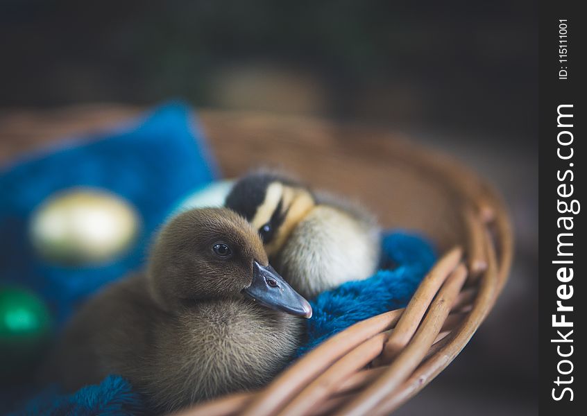 Two Brown Ducklings on Brown Wicker Nest