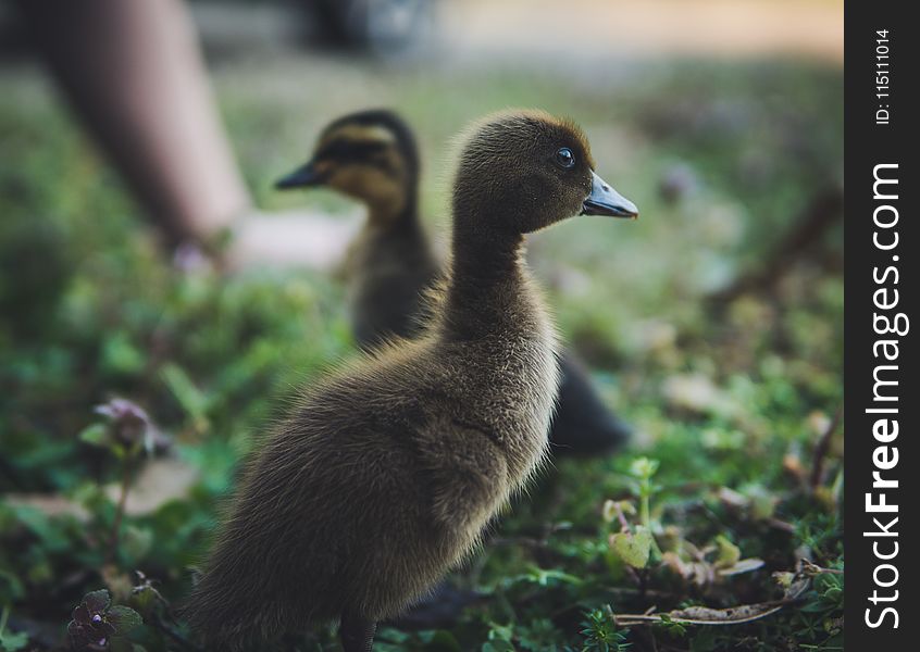 Selective Focus Photography of Ducks
