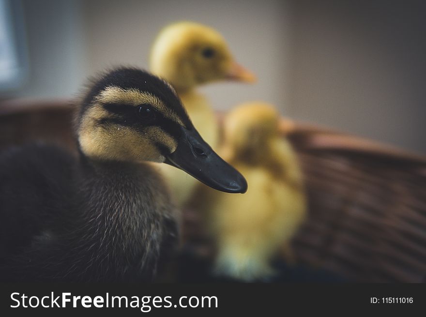Close-Up Photography of Black And Yellow Ducks