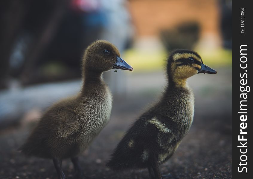 Close-Up Photography of Ducks