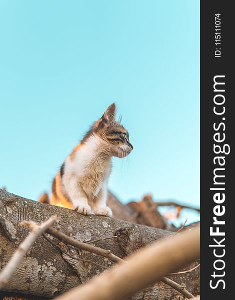 Brown and White Cat on Tree Trunk