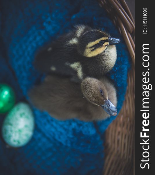 Two Black and Brown Ducks