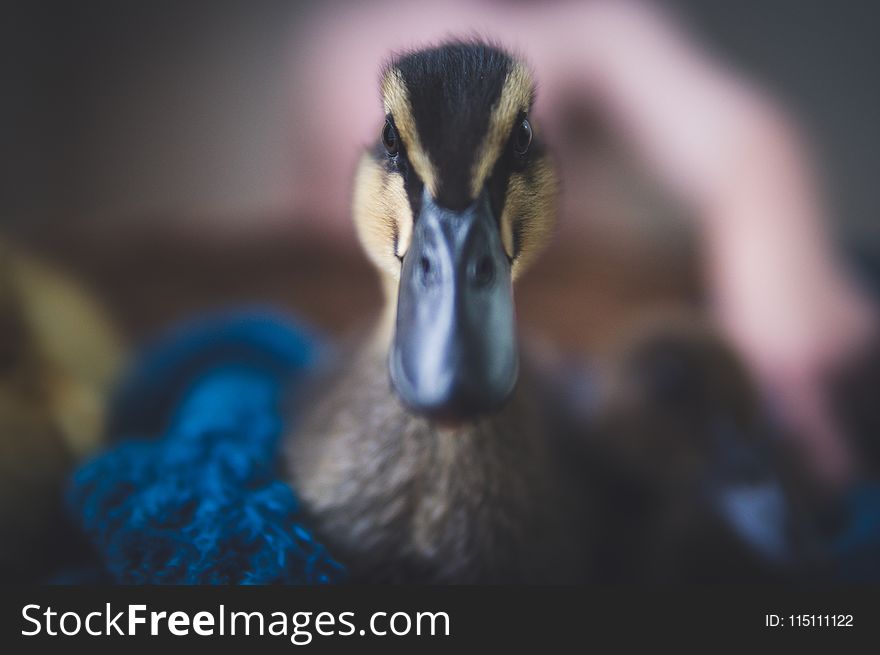 Close-Up Photography of Black Duck