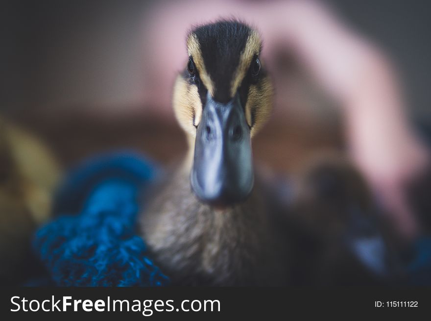 Close-Up Photography Of Black Duck